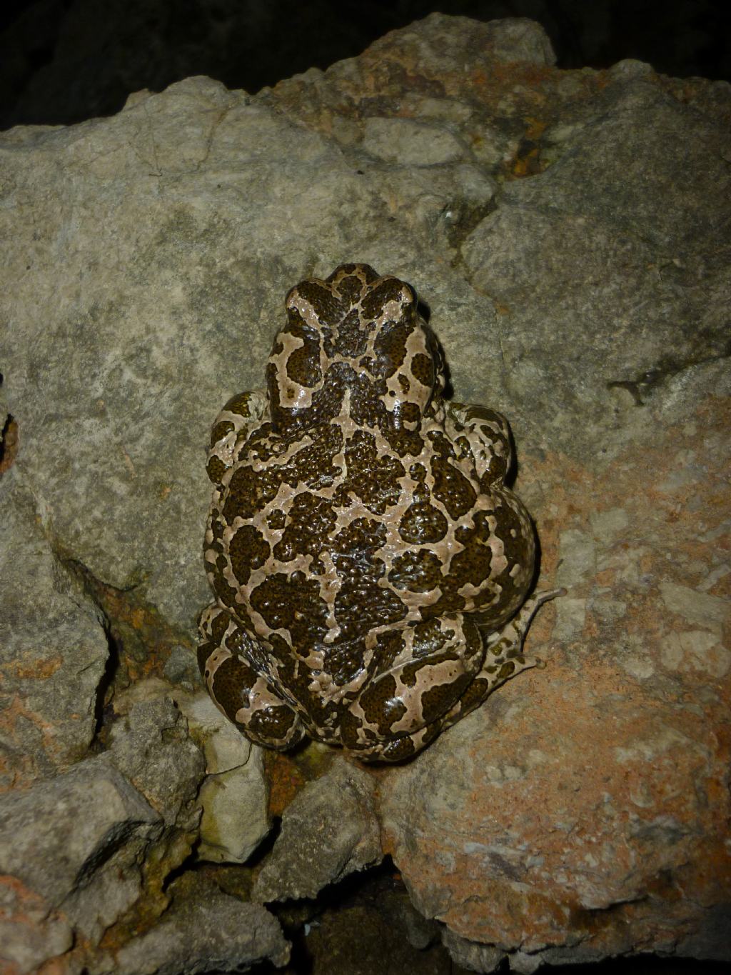 Bufo (Bufotes) siculus